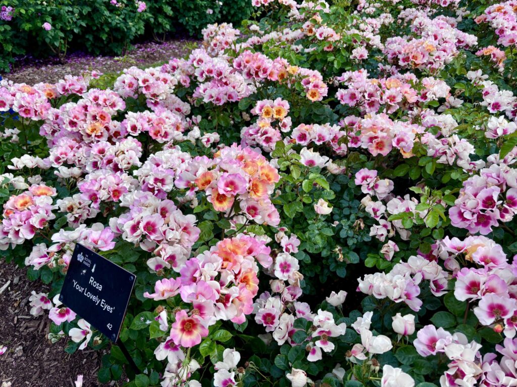 リージェンツ・パーク（The Regent's Park）のバラ園